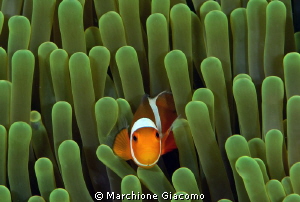 Clown fish, the more tiny
Nikon D800E , twin strobo, 105... by Marchione Giacomo 